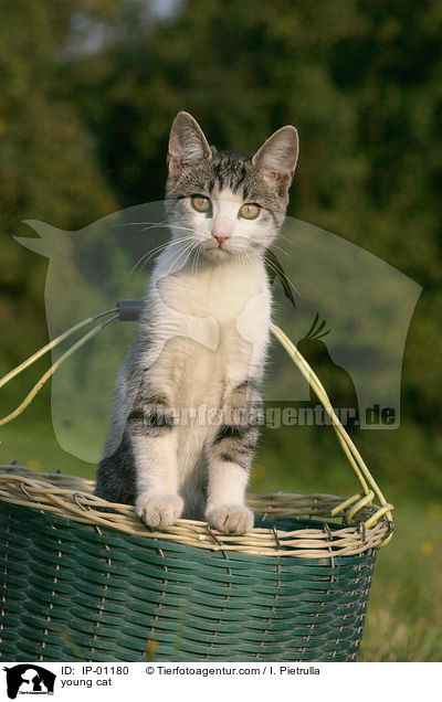 young cat / IP-01180