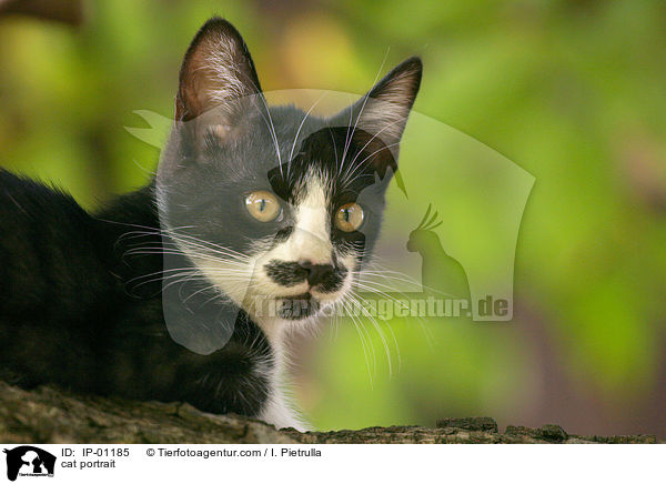 Katze im Portrait / cat portrait / IP-01185