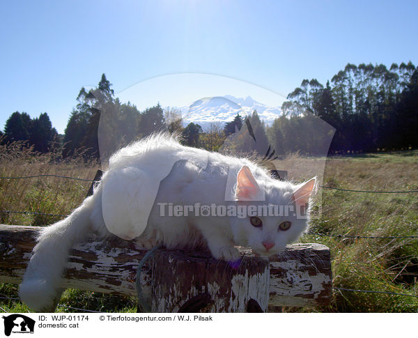 Hauskatze / domestic cat / WJP-01174