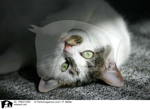Katze beim Entspannen / relaxed cat / PM-01095