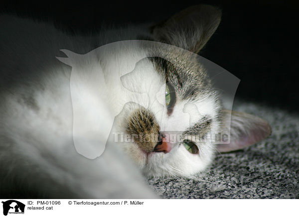 relaxed cat / PM-01096