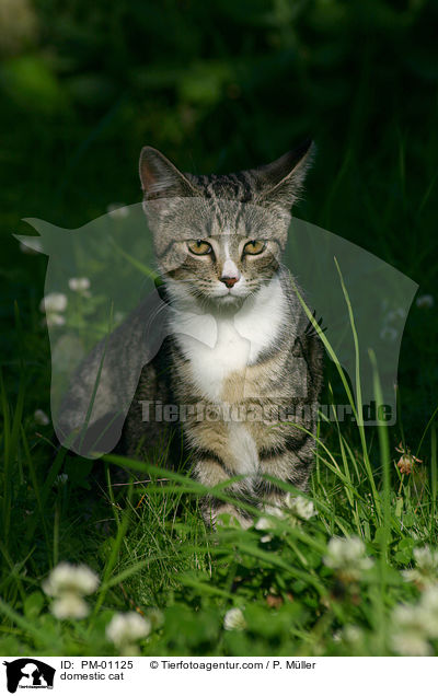Hauskatze / domestic cat / PM-01125