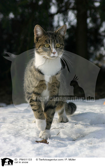 Katze im Schnee / cat in snow / PM-01133
