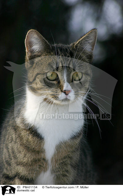domestic cat / PM-01134