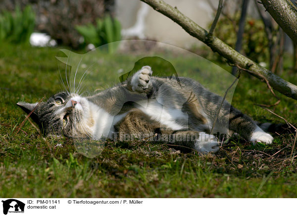 domestic cat / PM-01141