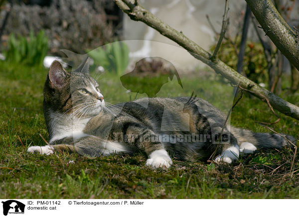 Hauskatze / domestic cat / PM-01142