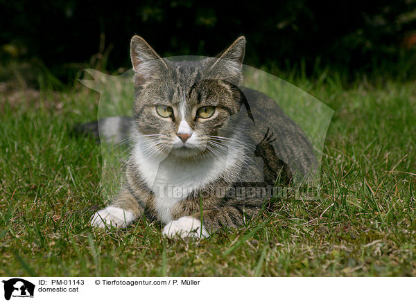 domestic cat / PM-01143
