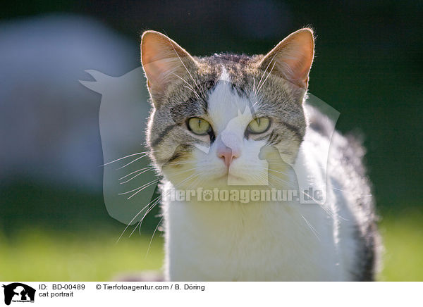 cat portrait / BD-00489