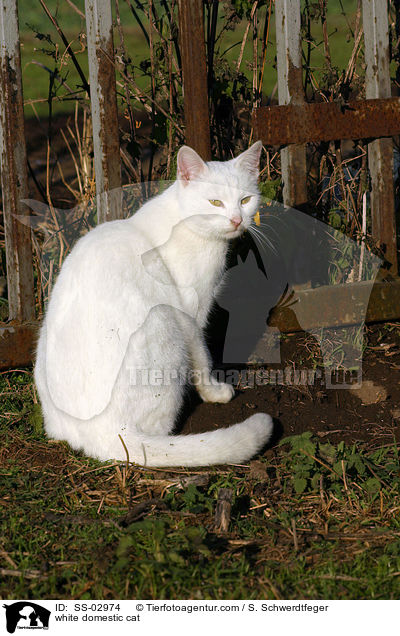 white domestic cat / SS-02974