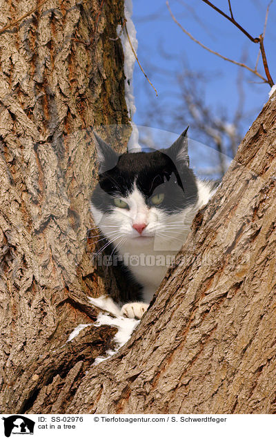 cat in a tree / SS-02976