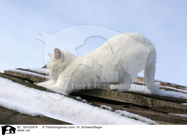 white cat / SS-02978
