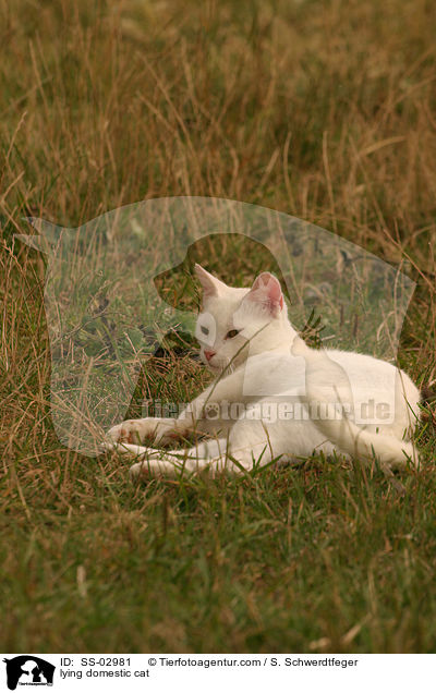 lying domestic cat / SS-02981