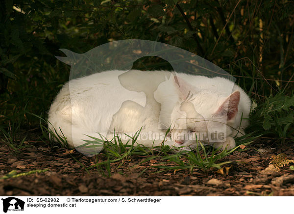 sleeping domestic cat / SS-02982