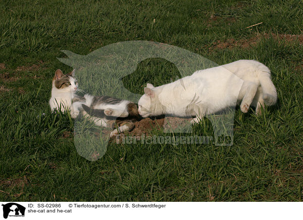 she-cat and he-cat / SS-02986