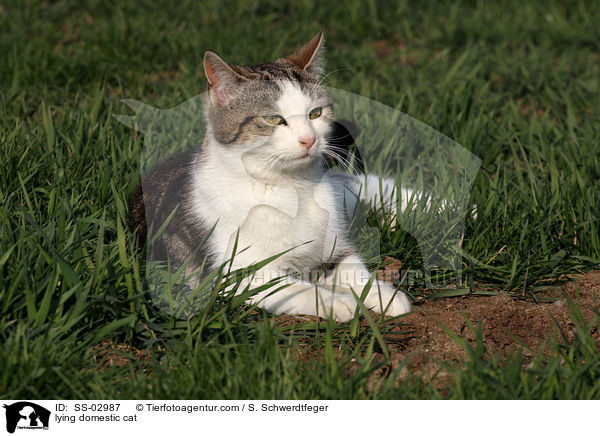 lying domestic cat / SS-02987