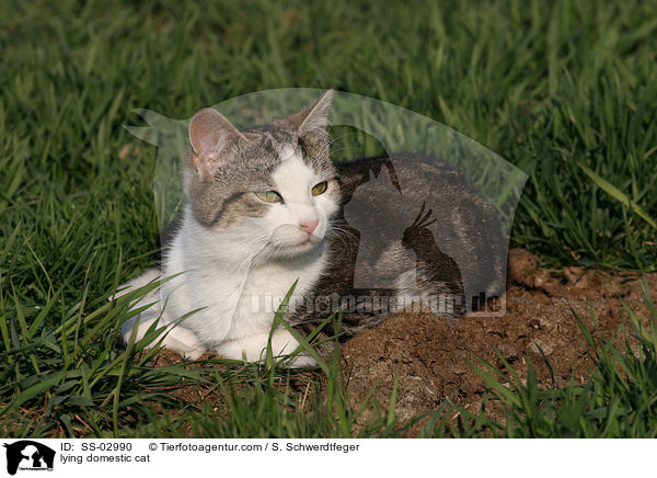 liegende Hauskatze / lying domestic cat / SS-02990