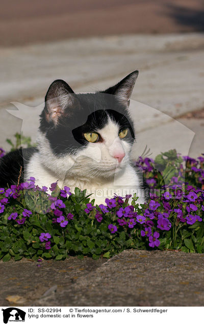 liegende Hauskatze in Blumen / lying domestic cat in flowers / SS-02994