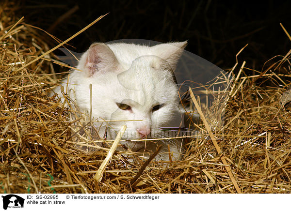 weie Katze im Stroh / white cat in straw / SS-02995