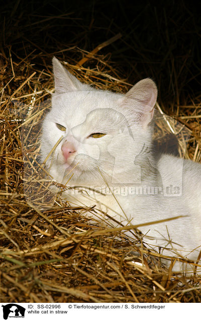 weie Katze im Stroh / white cat in straw / SS-02996