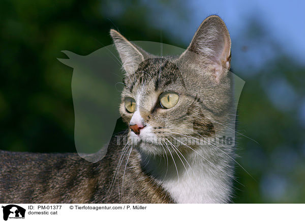 Hauskatze / domestic cat / PM-01377