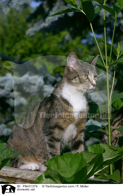 domestic cat / PM-01379