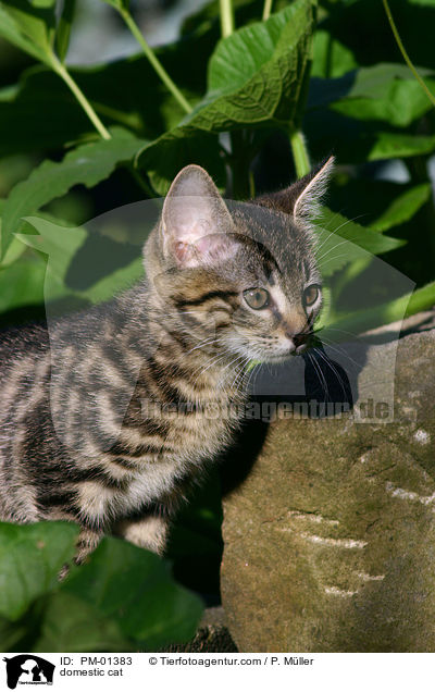 domestic cat / PM-01383