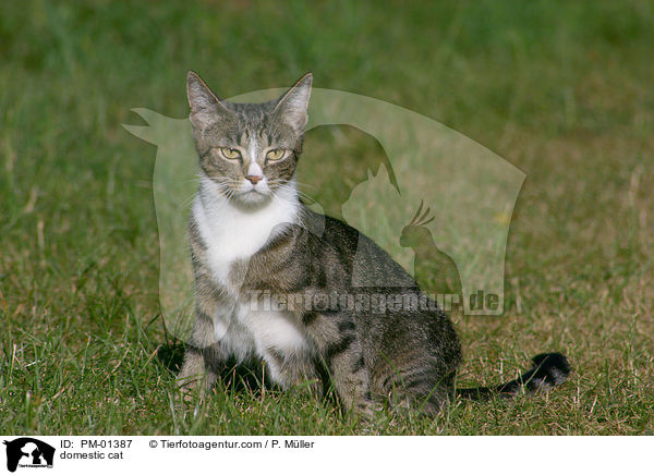 domestic cat / PM-01387