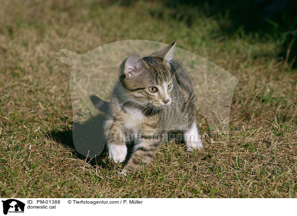 domestic cat / PM-01388