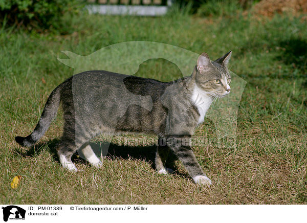 Hauskatze / domestic cat / PM-01389
