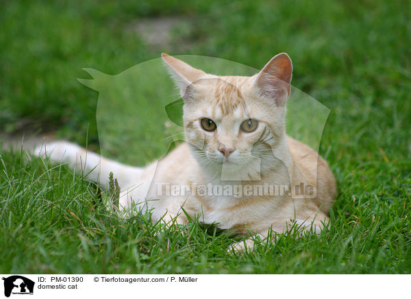 domestic cat / PM-01390