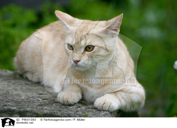 domestic cat / PM-01393
