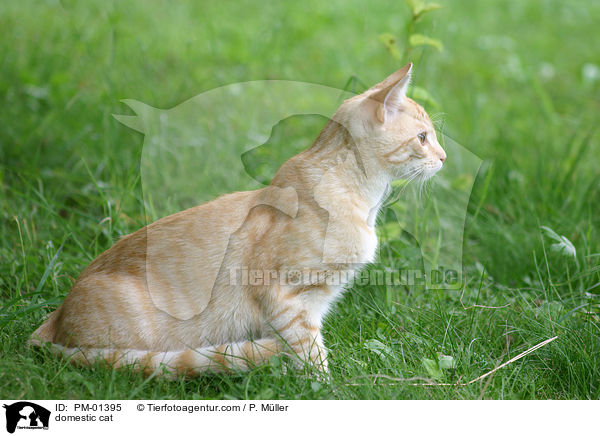 domestic cat / PM-01395