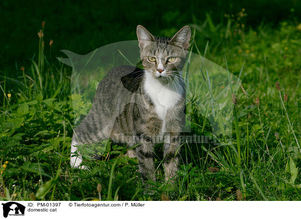 Hauskatze / domestic cat / PM-01397