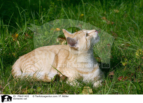 Hauskatze / domestic cat / PM-01402