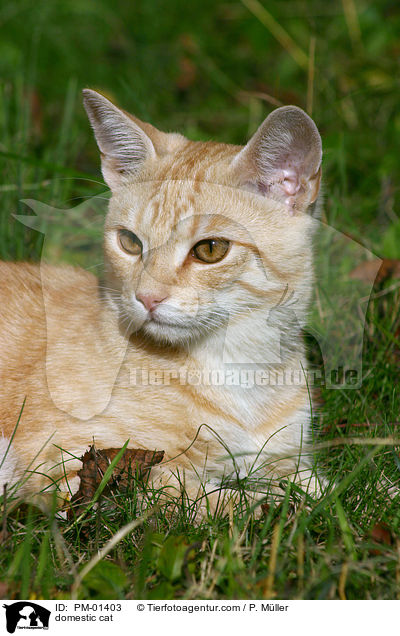 domestic cat / PM-01403