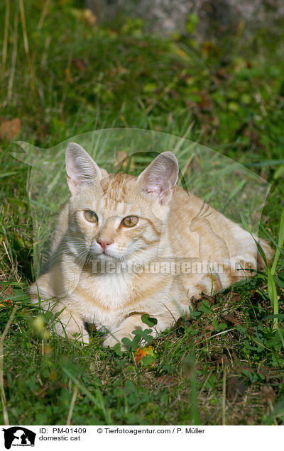 Hauskatze / domestic cat / PM-01409