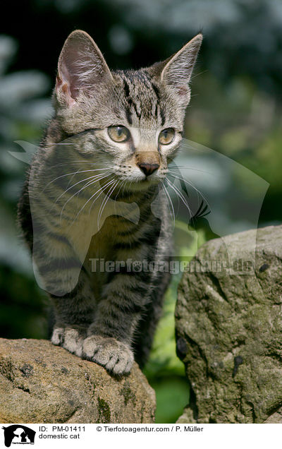 domestic cat / PM-01411