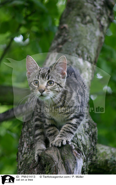 cat on a tree / PM-01413