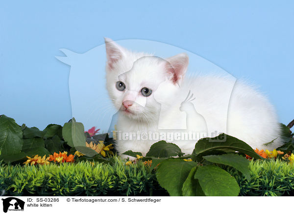 weies Ktzchen / white kitten / SS-03286