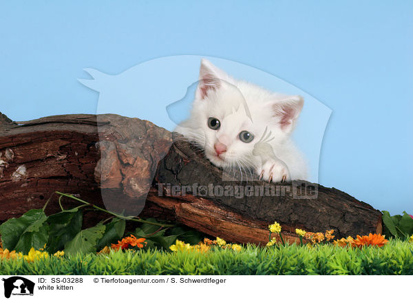 white kitten / SS-03288