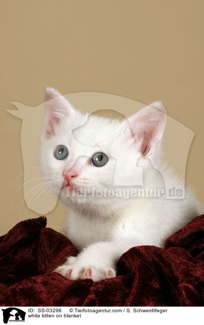 weies Ktzchen auf Decke / white kitten on blanket / SS-03296