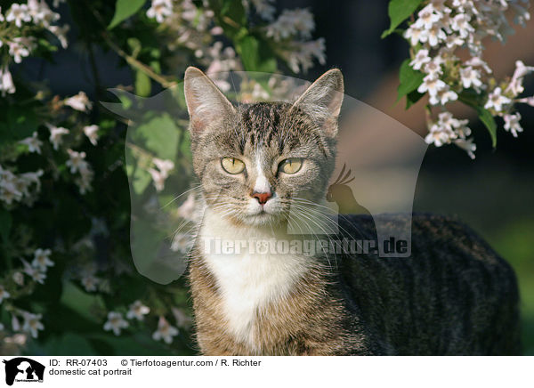 domestic cat portrait / RR-07403