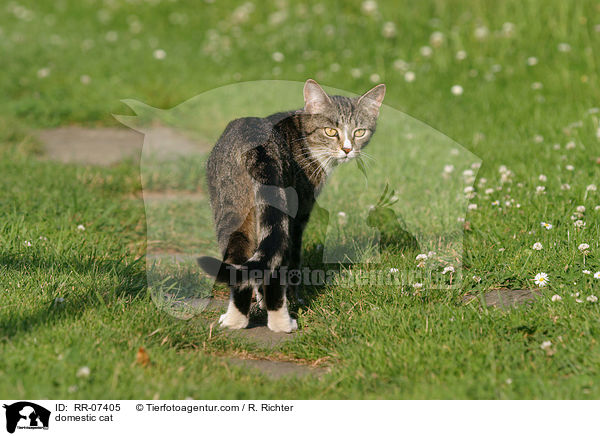 domestic cat / RR-07405