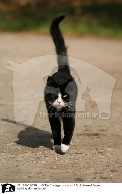 walking domestic cat / SS-03639