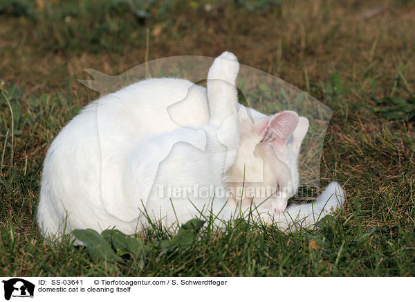 domestic cat is cleaning itself / SS-03641