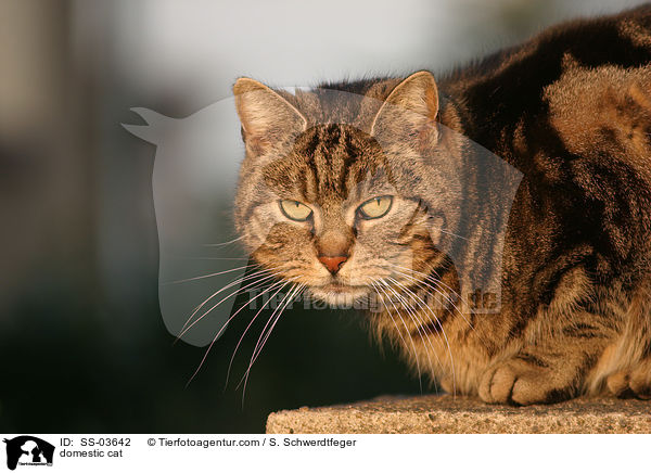 domestic cat / SS-03642