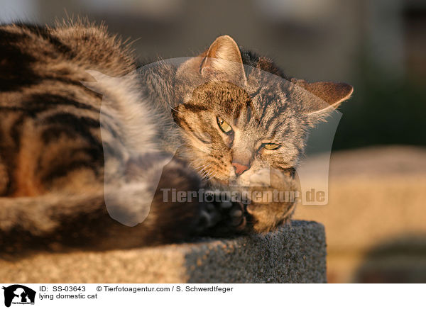 lying domestic cat / SS-03643