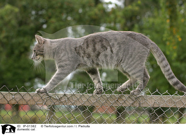 domestic cat / IP-01382