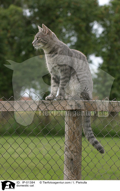 domestic cat / IP-01384
