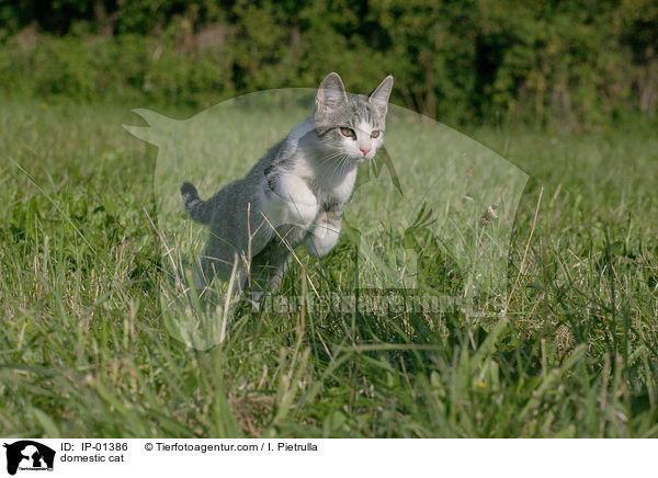 domestic cat / IP-01386